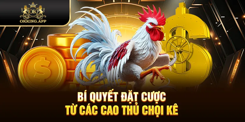 Bí quyết đặt cược từ các cao thủ chọi kê