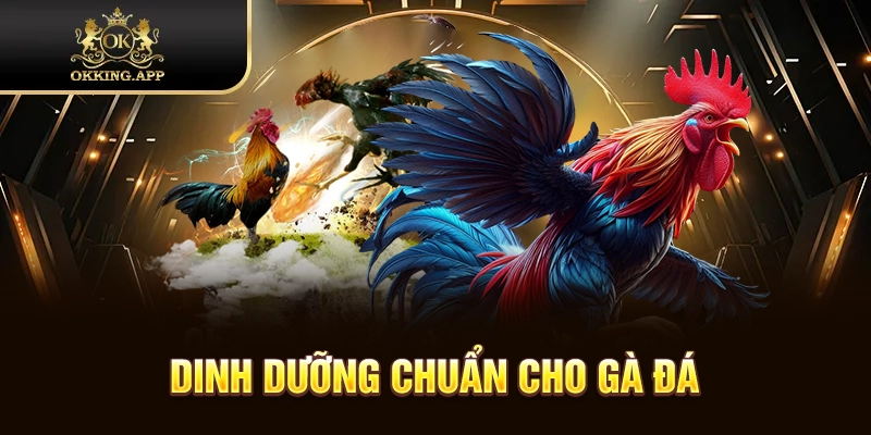 Hướng dẫn cách chăm sóc gà đá độ theo khẩu phần ăn